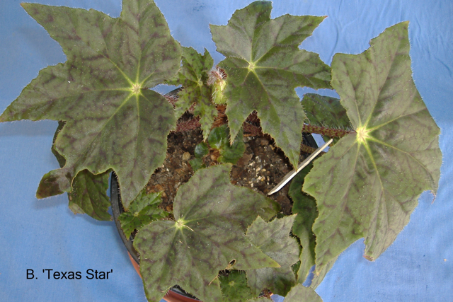 B. ‘Texas Star’